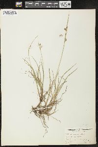 Carex paupercula image