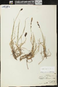 Carex paysonis image