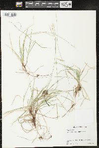 Carex peckii image