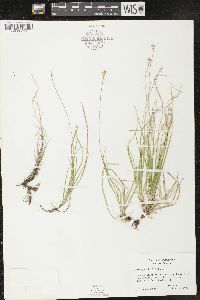 Carex peckii image