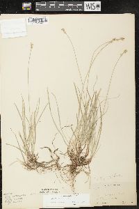 Carex peckii image