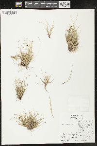 Carex peckii image