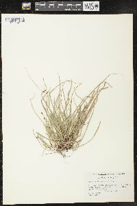 Carex peckii image