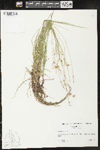 Carex peckii image