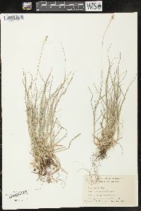 Carex peckii image