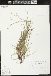 Carex peckii image