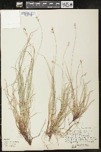 Carex peckii image