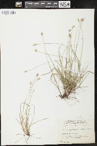 Carex peckii image