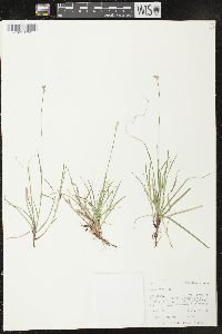 Carex peckii image