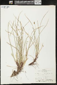 Carex pedunculata image