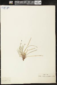 Carex pedunculata image