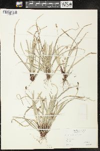 Carex pedunculata image