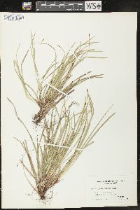 Carex pedunculata image