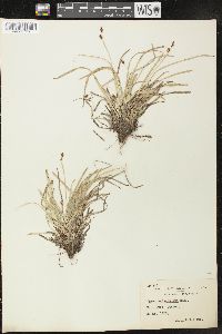 Carex pedunculata image