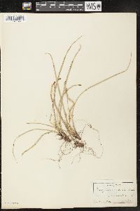 Carex pedunculata image