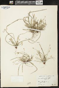 Carex pedunculata image