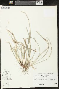 Carex pedunculata image