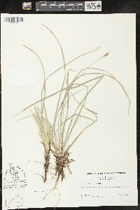 Carex pedunculata image