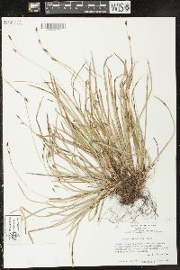 Carex pedunculata image