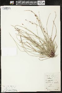 Carex pedunculata image