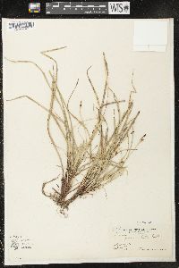 Carex pedunculata image