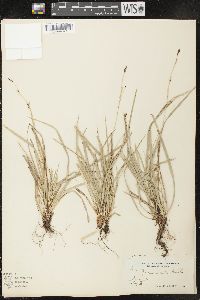 Carex pedunculata image