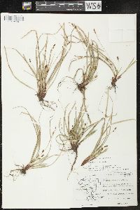 Carex pedunculata image