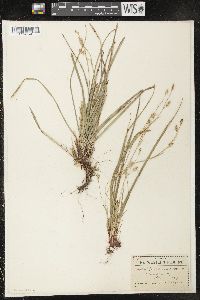 Carex pedunculata image