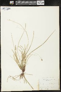 Carex pedunculata image