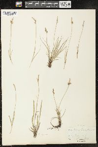 Carex inops subsp. heliophila image