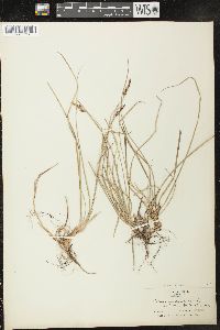 Carex pensylvanica var. distans image