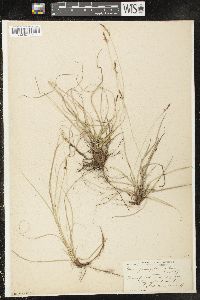 Carex pensylvanica var. distans image