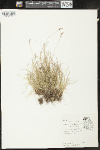 Carex pensylvanica var. distans image