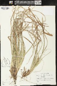 Carex picta image