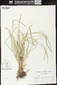 Carex picta image