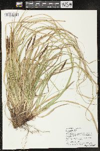 Carex picta image