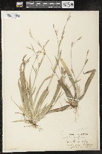 Carex platyphylla image