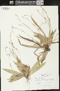 Carex platyphylla image