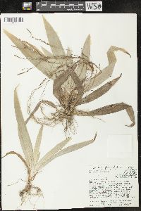 Carex platyphylla image