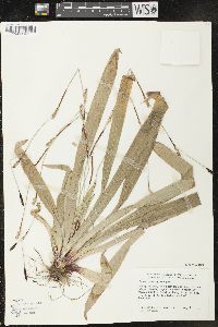 Carex plantaginea image