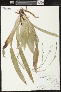 Carex plantaginea image