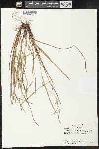 Carex planispicata image