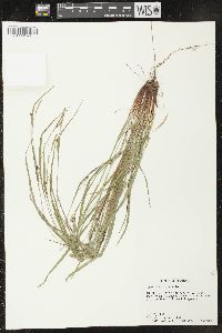 Carex planispicata image