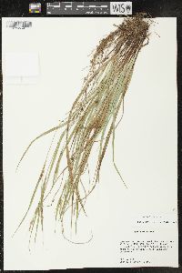 Carex planispicata image