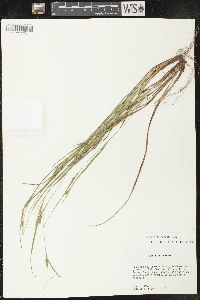 Carex planispicata image