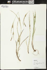 Carex pigra image