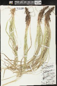 Carex picta image