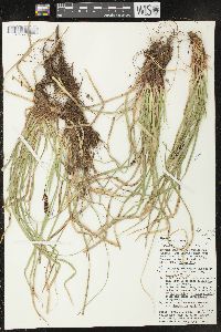 Carex picta image