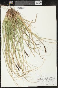 Carex picta image