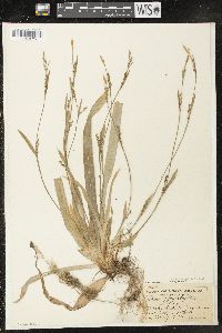 Carex platyphylla image